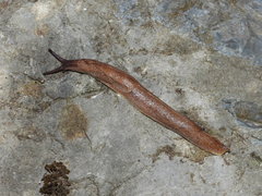 Tandonia rustica