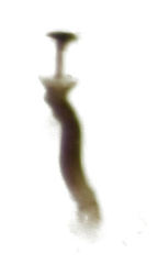 Acrotrichis inconspicua