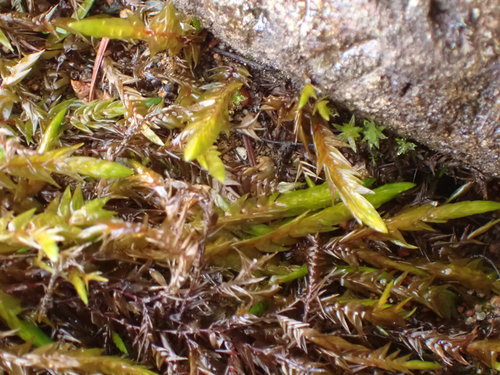 Image of Fontinalis neomexicana by no rights reserved