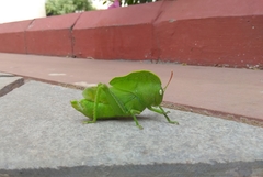 Teratodes monticollis