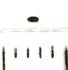 Acrotrichis inconspicua