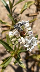 Acmaeodera pubiventris