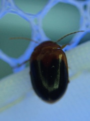 Prionocyphon discoideus