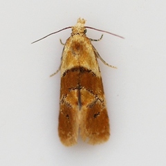 Phalonidia ontariana