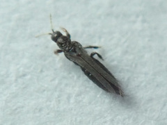 Panchaetothripidae
