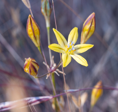 iNaturalist observation photo of Prettyface