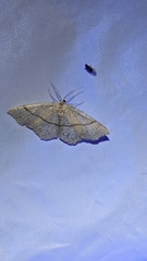 Cyclophora punctaria