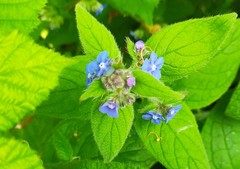 Pentaglottis sempervirens