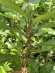 Hygrophila costata