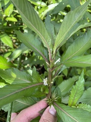 Hygrophila costata