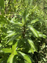 Hygrophila costata