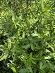 Hygrophila costata