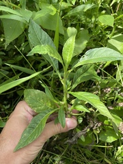 Struchium sparganophorum