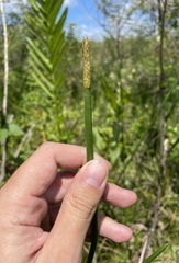 Eleocharis interstincta