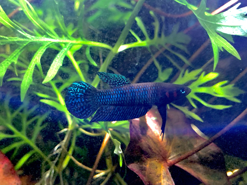 Hendra's Betta