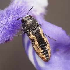Acmaeodera neoneglecta