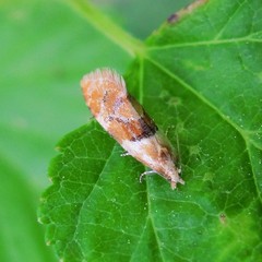 Phalonidia ontariana