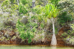 Pandanus viscidus