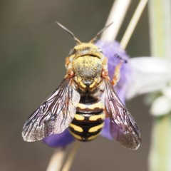 Dianthidium texanum