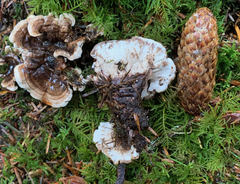 Phellodon tomentosus