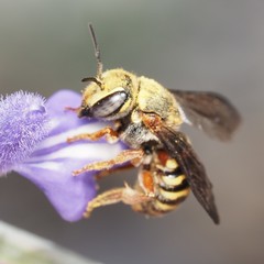 Dianthidium texanum