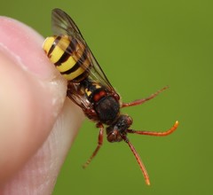 Nomada signata