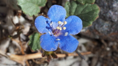Phacelia campanularia campanularia