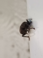 Dyslobus granicollis