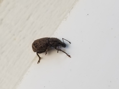 Dyslobus granicollis