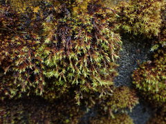 Schistidium papillosum