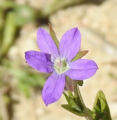 Legousia scabra