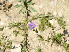 Legousia scabra