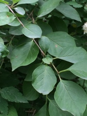 Angiospermae
