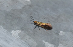 Micropterix tunbergella