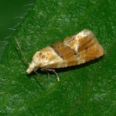 Phalonidia ontariana
