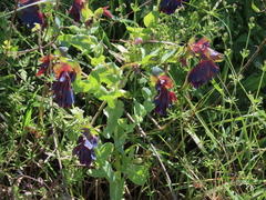Cerinthe major