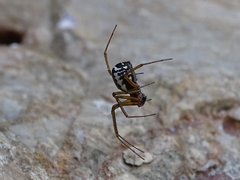 Frontinellina frutetorum