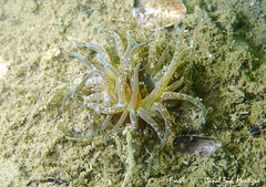 Paranemonia cinerea