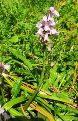 Hyacinthoides × massartiana