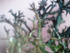 Cetraria muricata