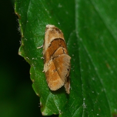 Phalonidia ontariana