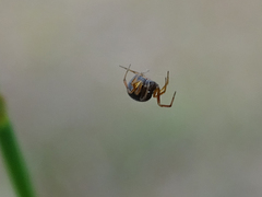 Theridiidae