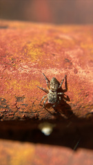 Pelegrina flavipes