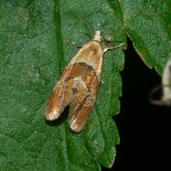 Phalonidia ontariana