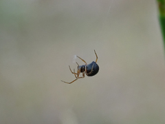 Theridiidae