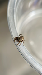Pelegrina flavipes