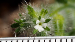 Cryptantha barbigera barbigera