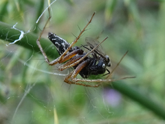 Oxyopes heterophthalmus