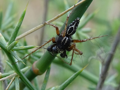 Oxyopes heterophthalmus