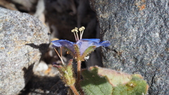 Phacelia campanularia campanularia